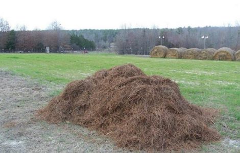 Pine Straw Mulch and Making Pine Straw Bales Image